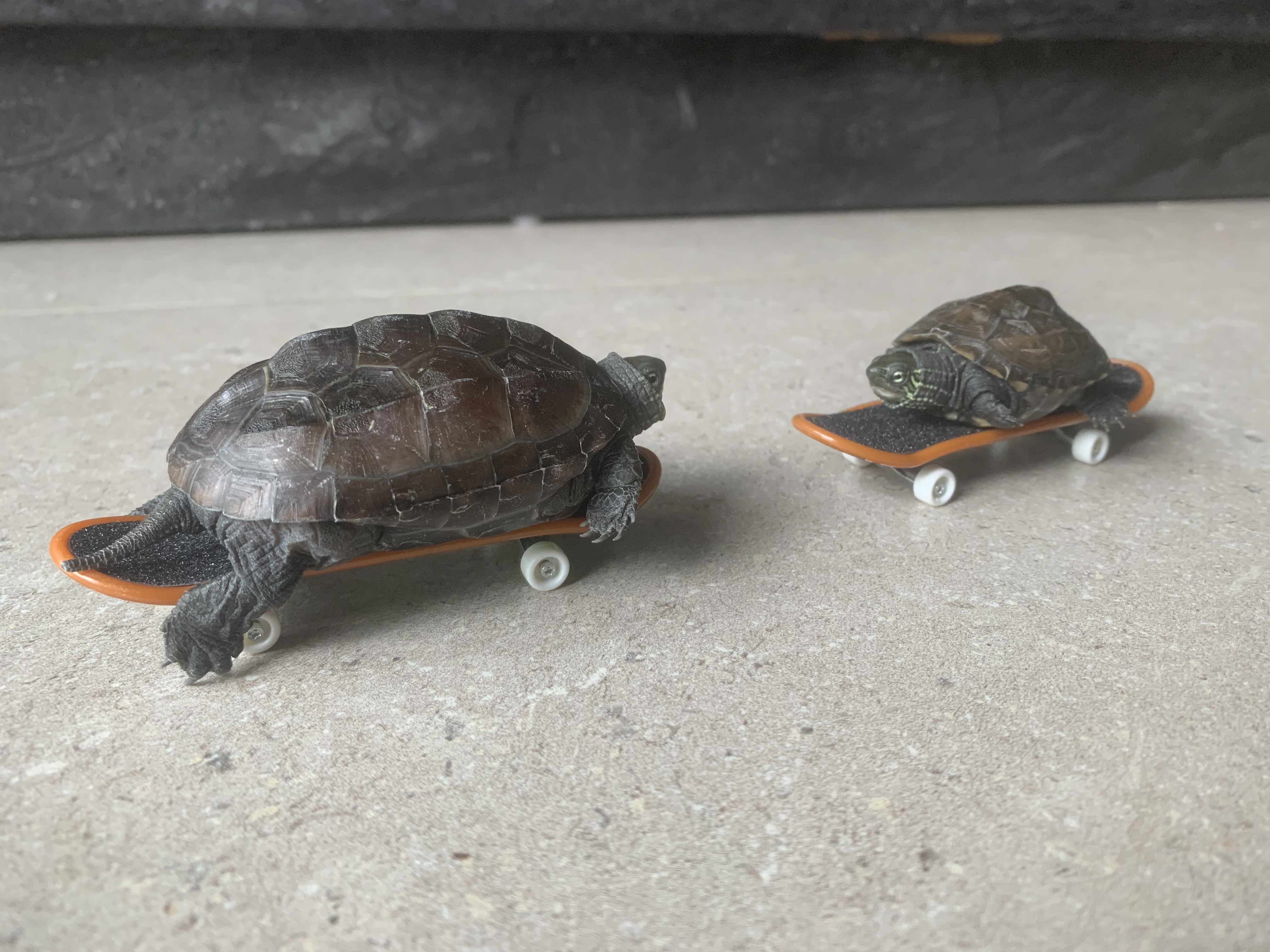 Gwai gwai with their new toy! (Their size difference becoming more and more apparent...)