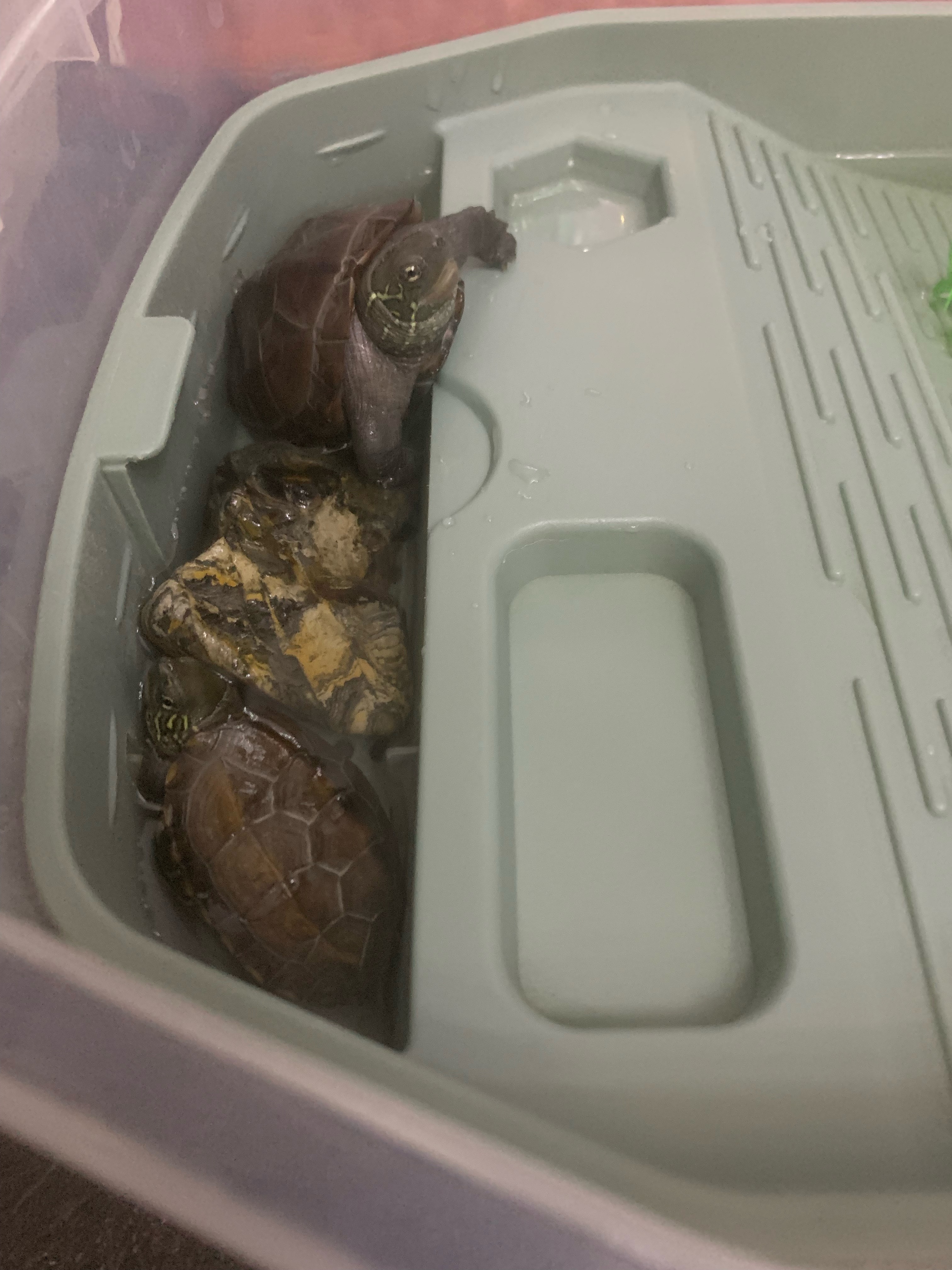 They like their tight spaces