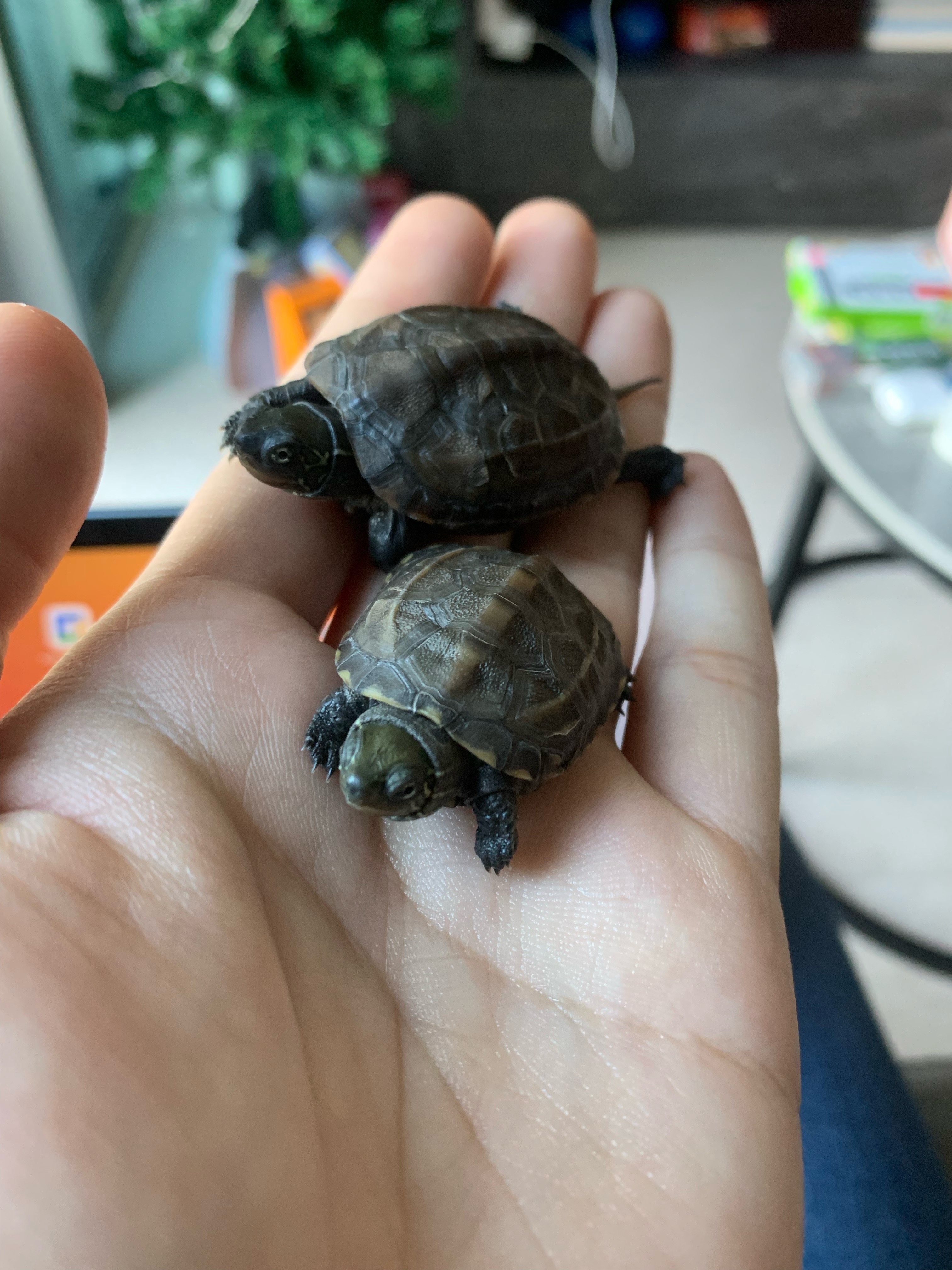 Look at how tiny they were! (Taken in Dec 2023)