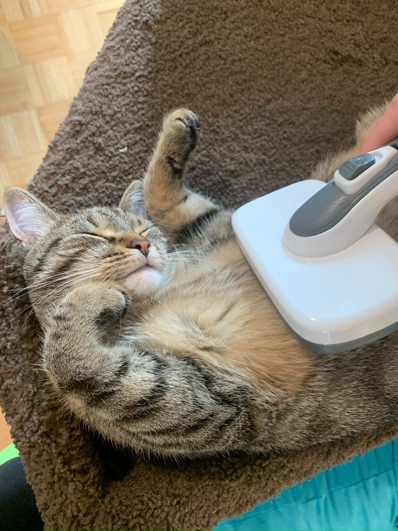 Kitkat lowkey enjoying the brush