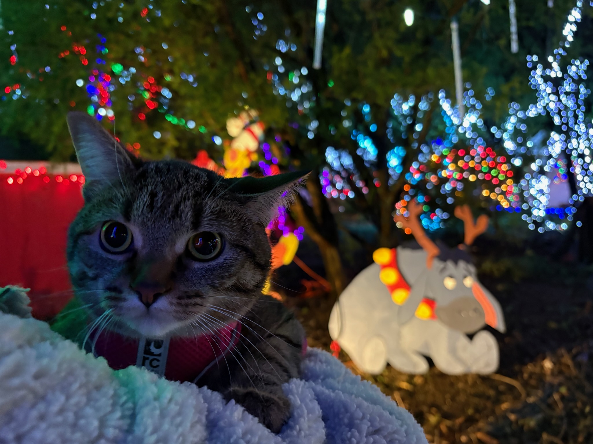 Merry Christmas!