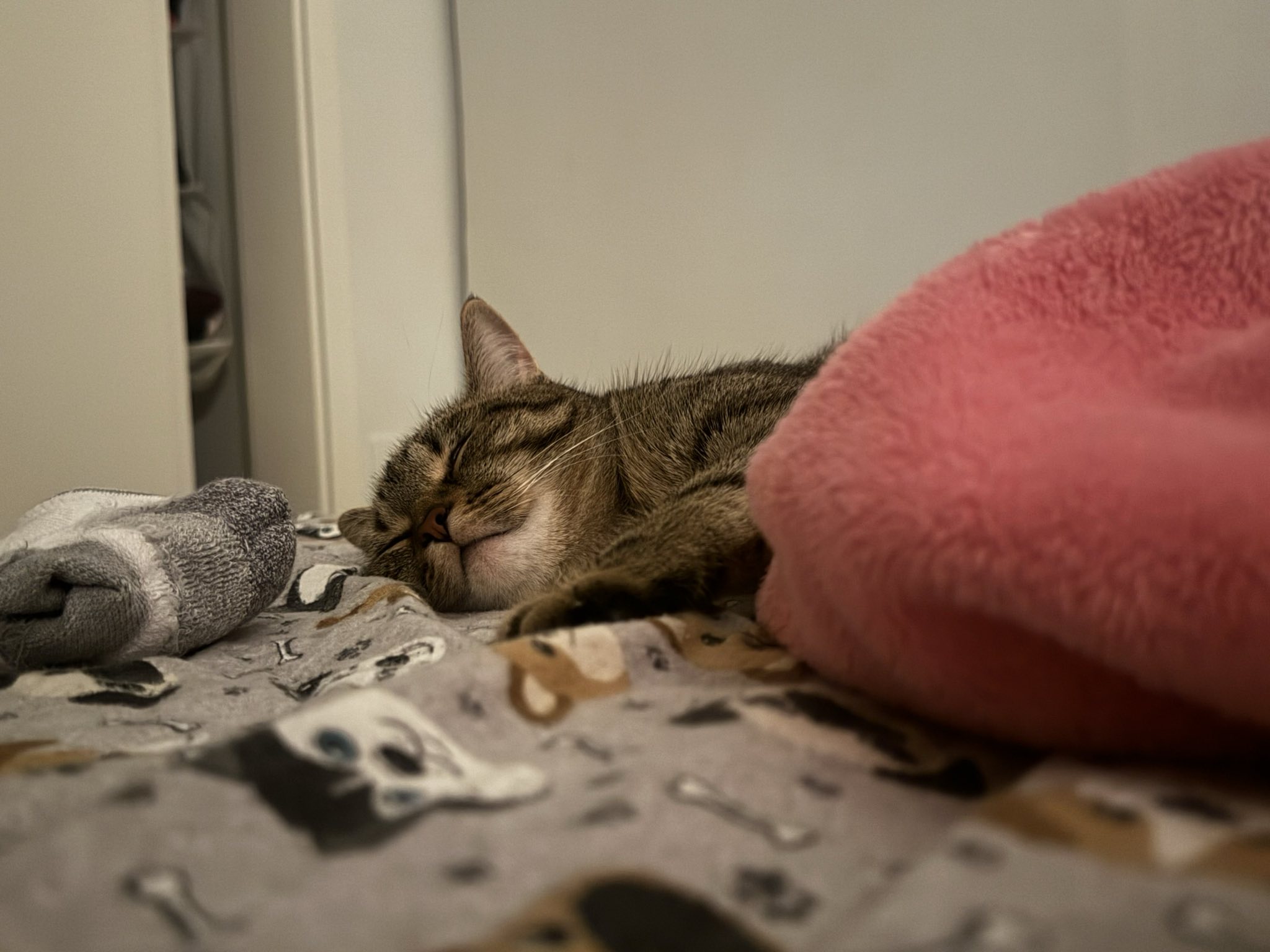 Kitkat in a deep slumber :)