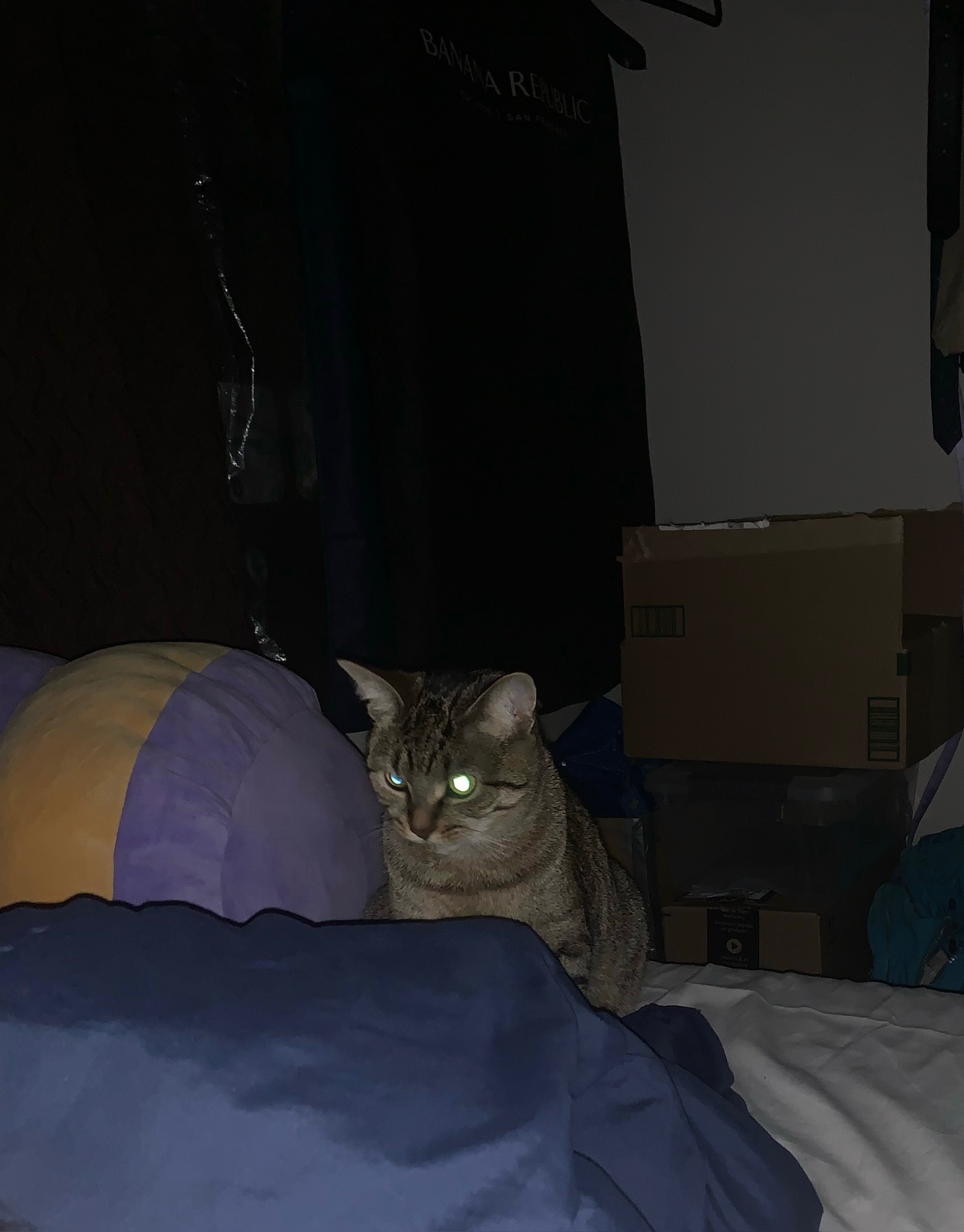 Glowing eyes in the dark