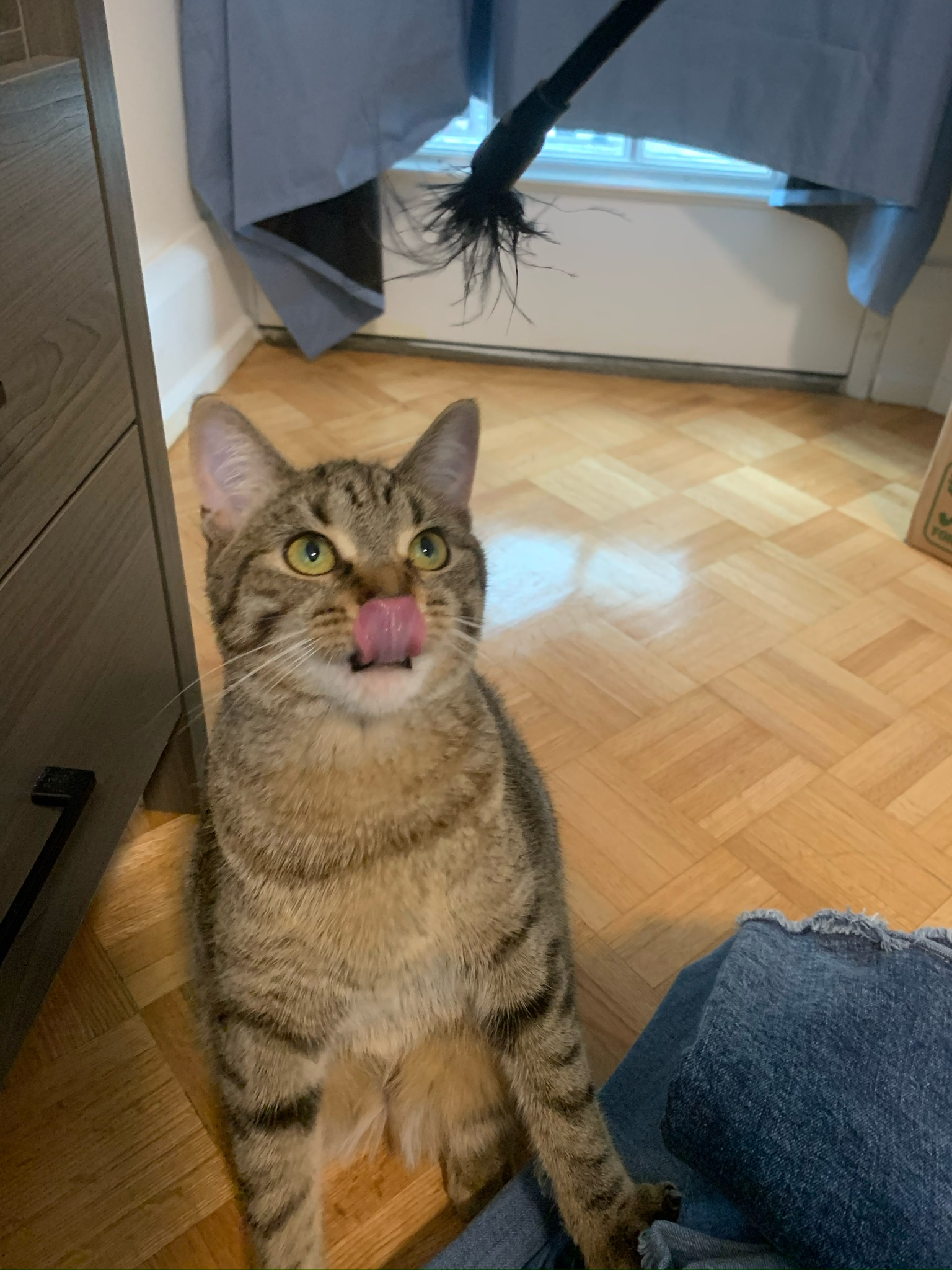 Feathers are Kitkat's favorite toy. These toys don't last