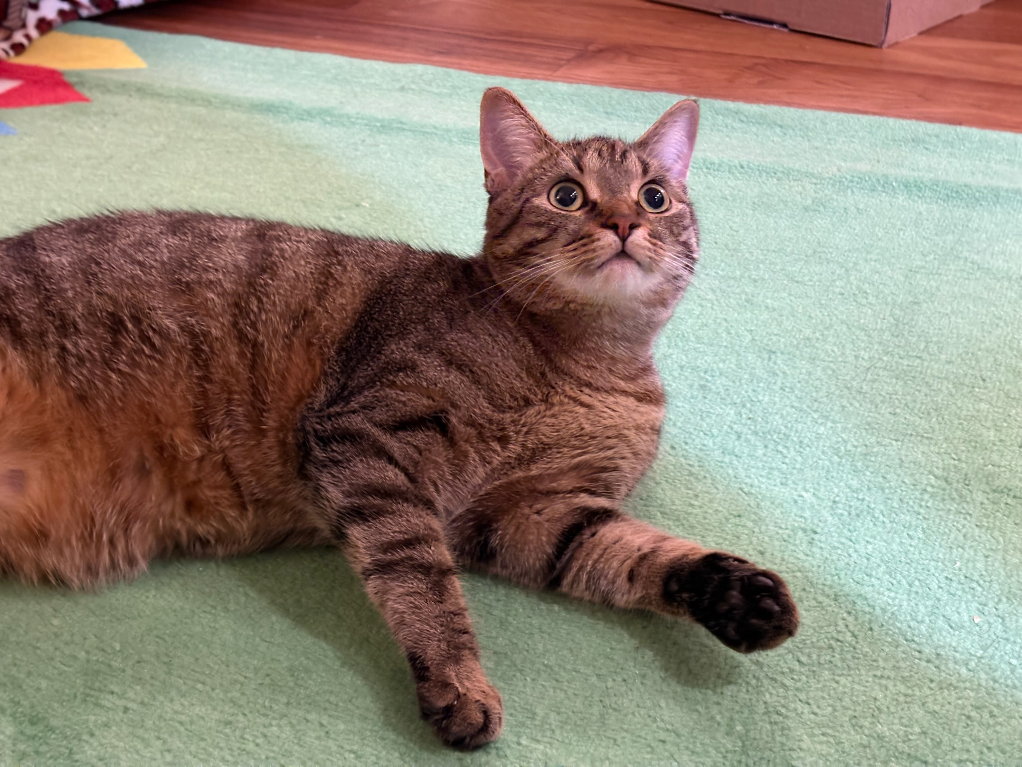 What does Kitkat see here?