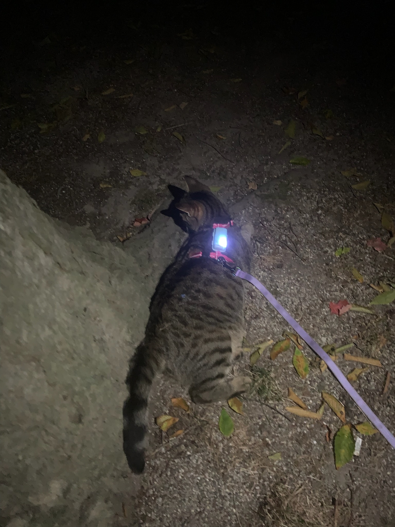 Kitkat going on a night adventure