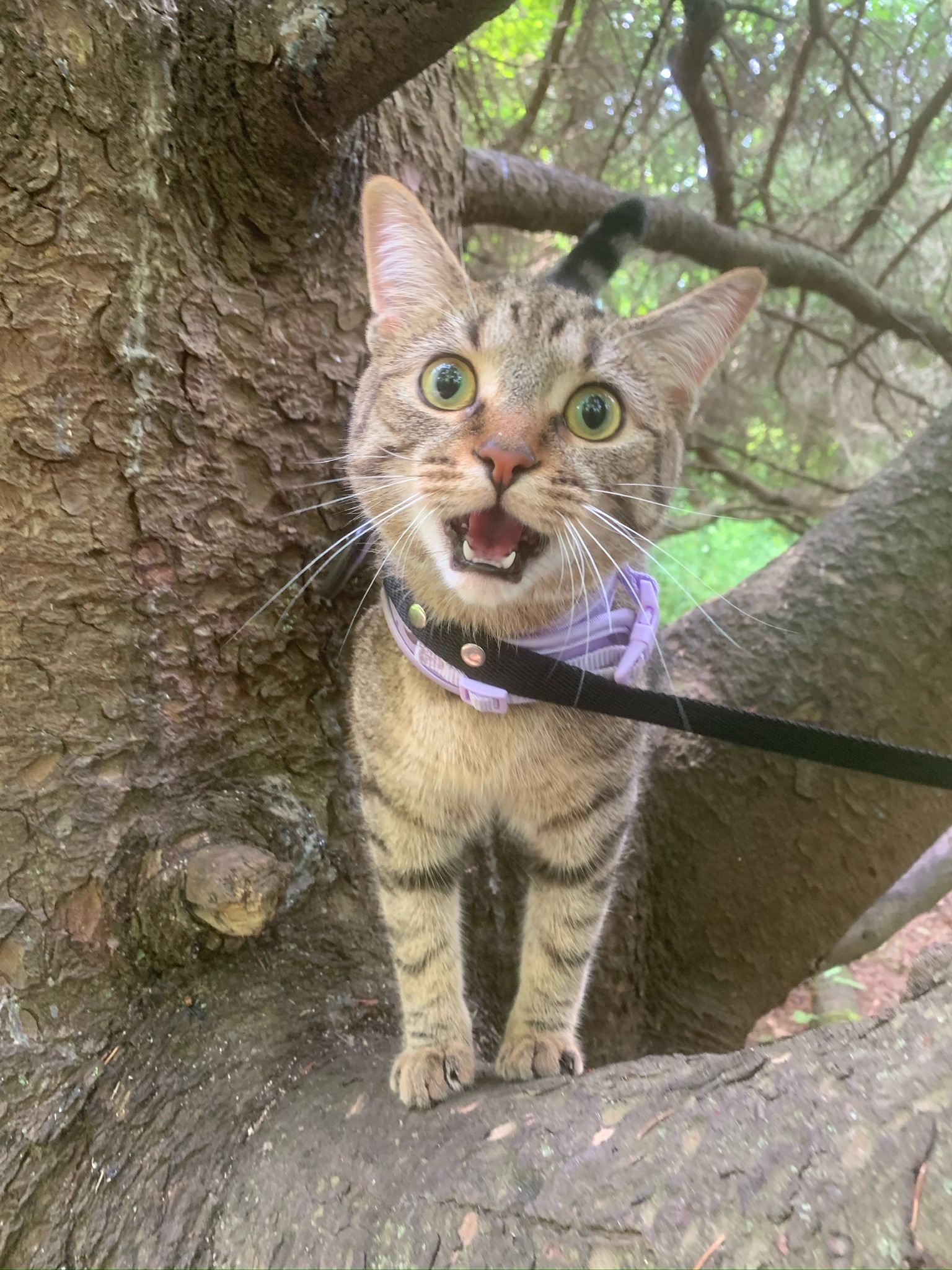 First time climbing a tree
