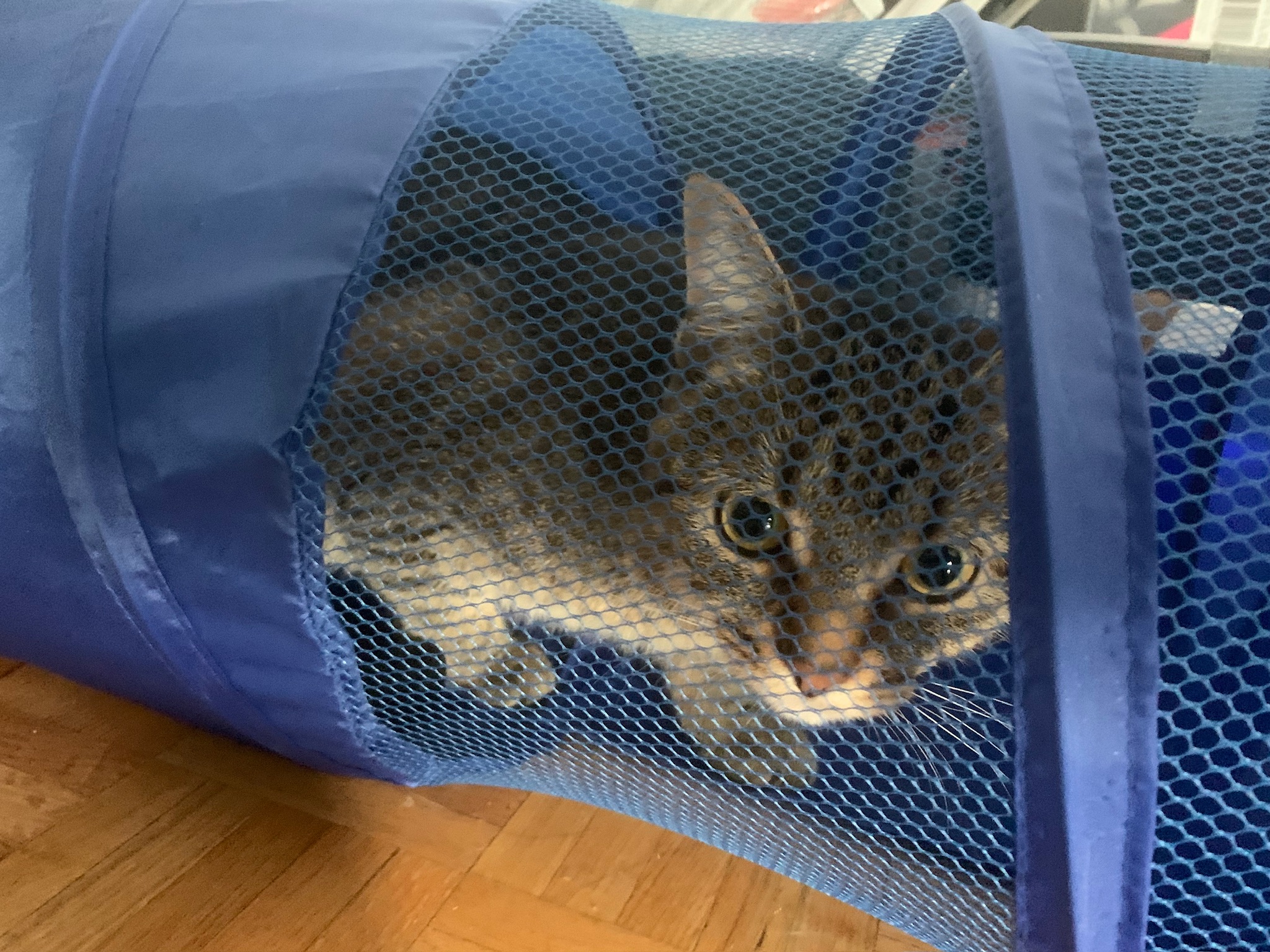Favorite activity: hide in the tunnel and pounce on toes