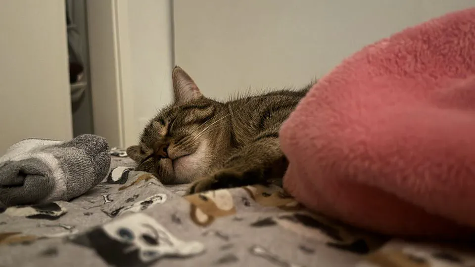 Kitkat